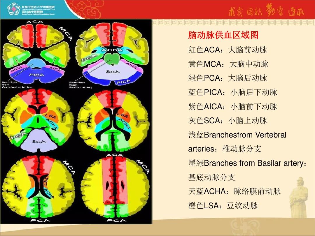 脑动脉供血区域图