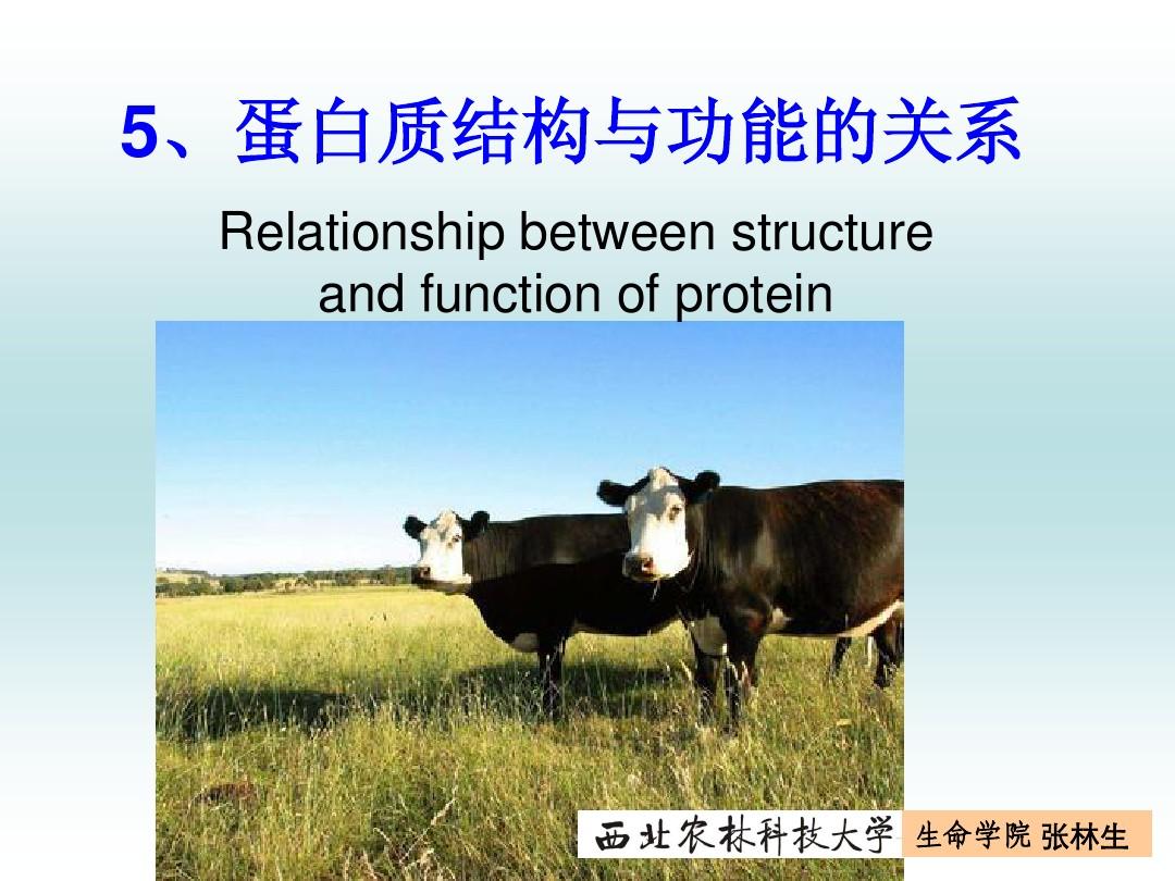 蛋白质结构与功能的 关系