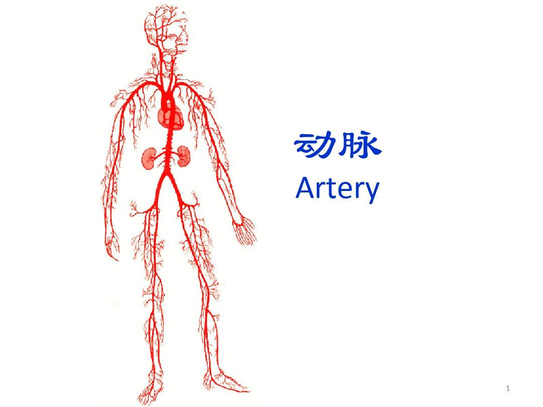 (医学课件)人体解剖学--动脉