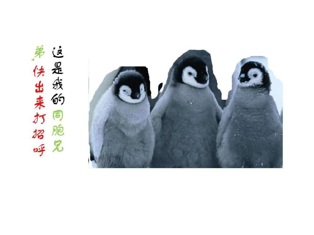 企鹅保护动物ppt模板_动物植物_ppt模板_实用文档