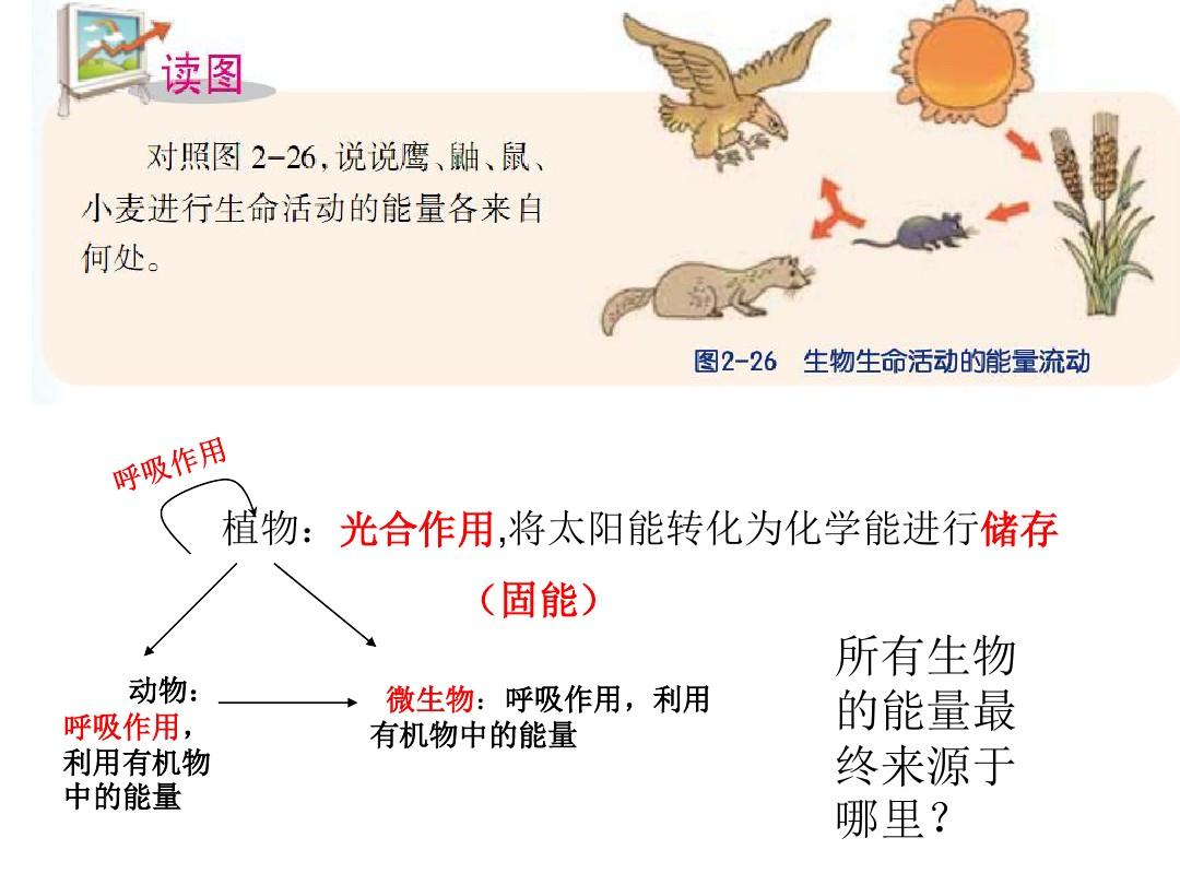 第4节 生态系统的结构和功能(2)