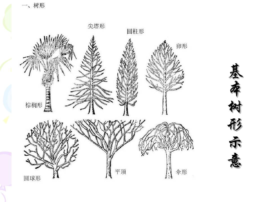 园林树木的观赏特性(1)