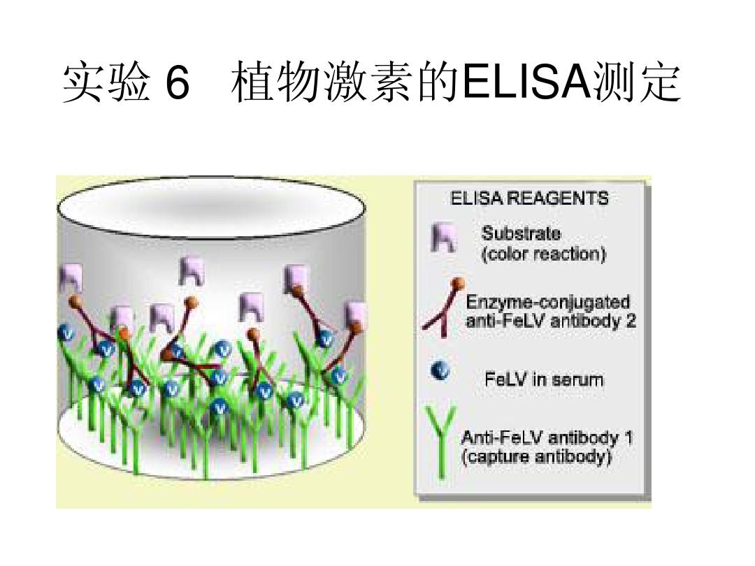 实验 6   植物激素的ELISA测定