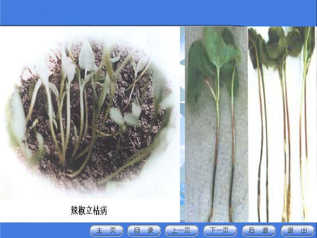 第四章园艺植物苗期及根部病虫害