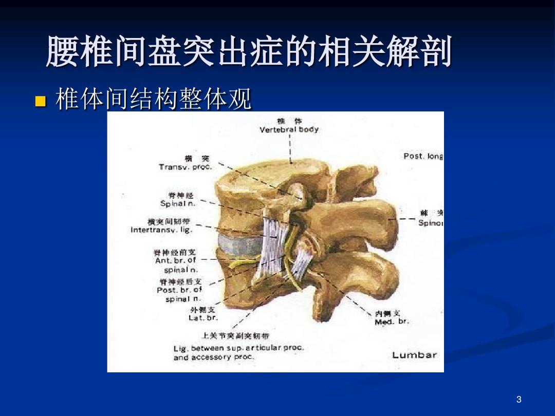 (参考课件)腰椎间盘突出症的解剖学基础