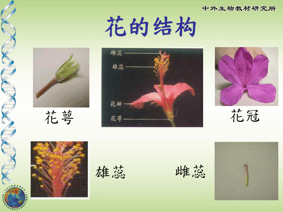 《植物的开花和结果》PPT课件-完美版