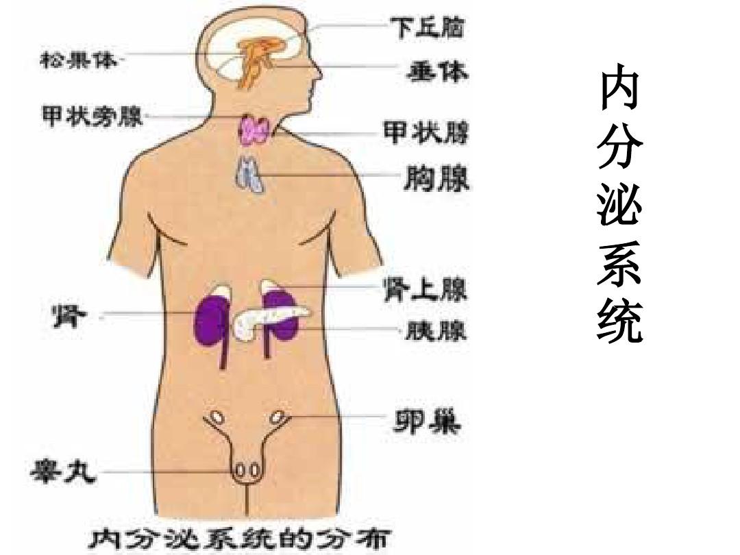 人体解剖学(内分泌系统)