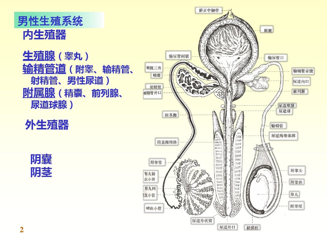 解剖学男性生殖系统