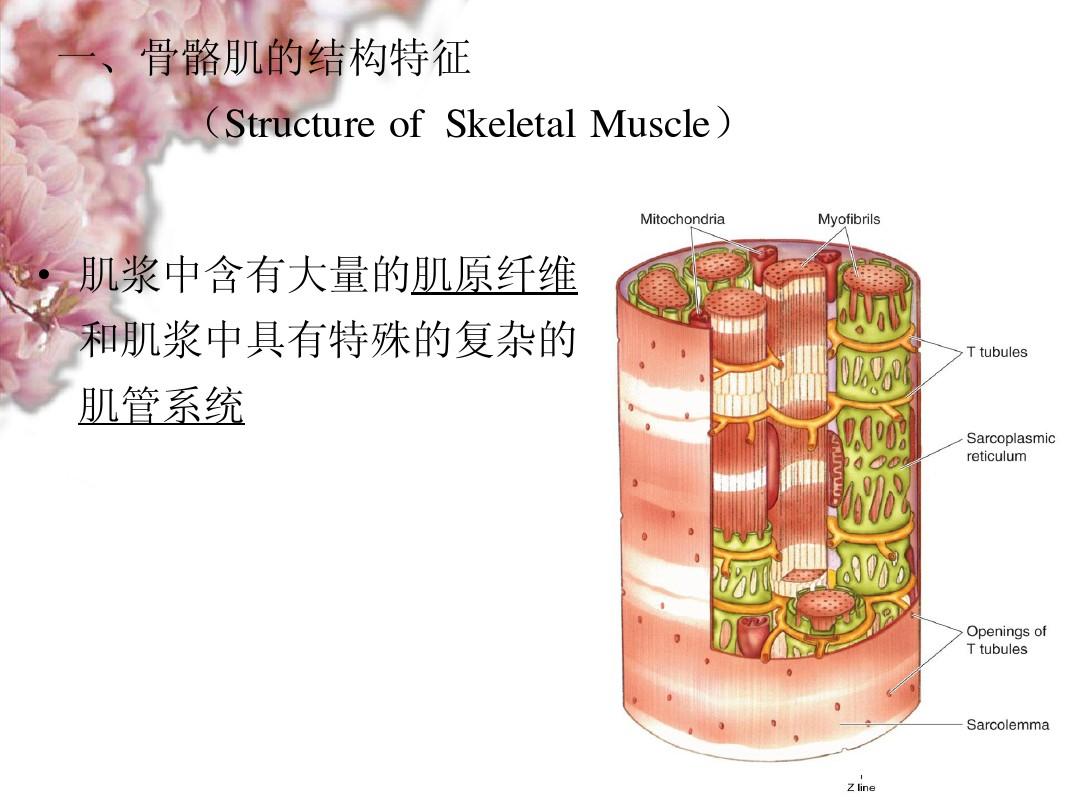 第五章 骨骼肌、心肌和平滑肌细胞生理1