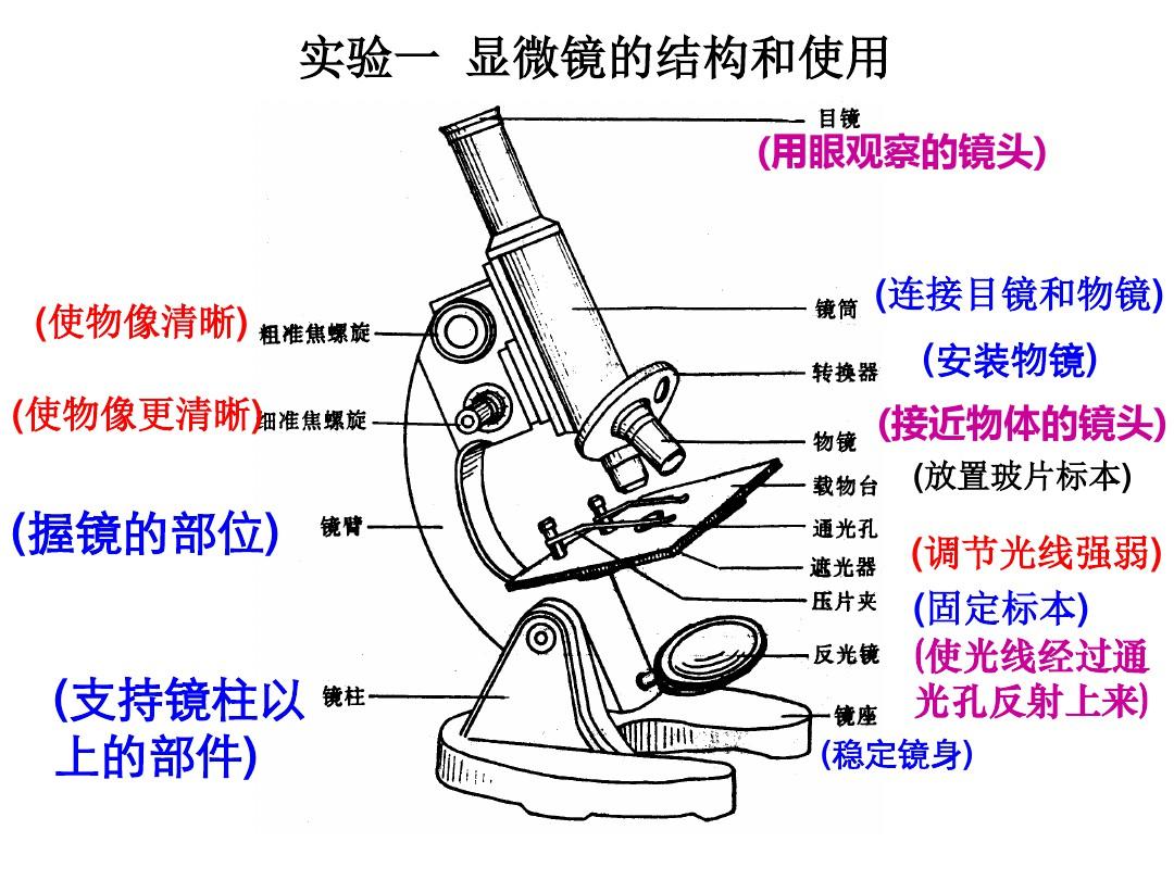 显微镜结构图及使用方法