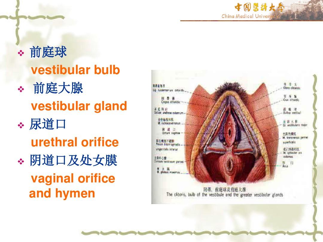 女性生殖系统解剖图
