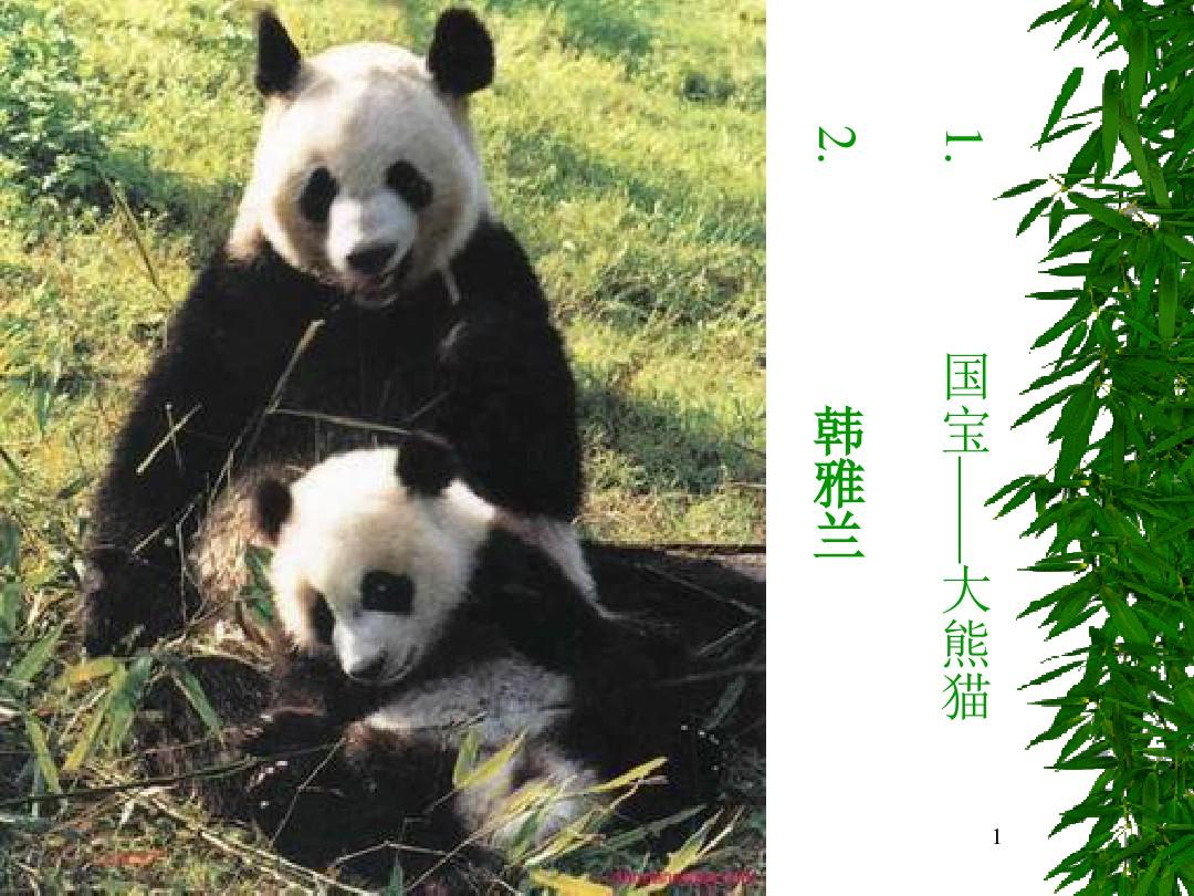 国宝大熊猫PPT课件