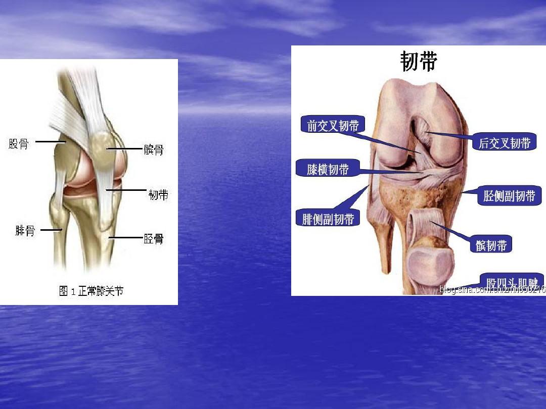 膝关节炎的康复评定PPT课件