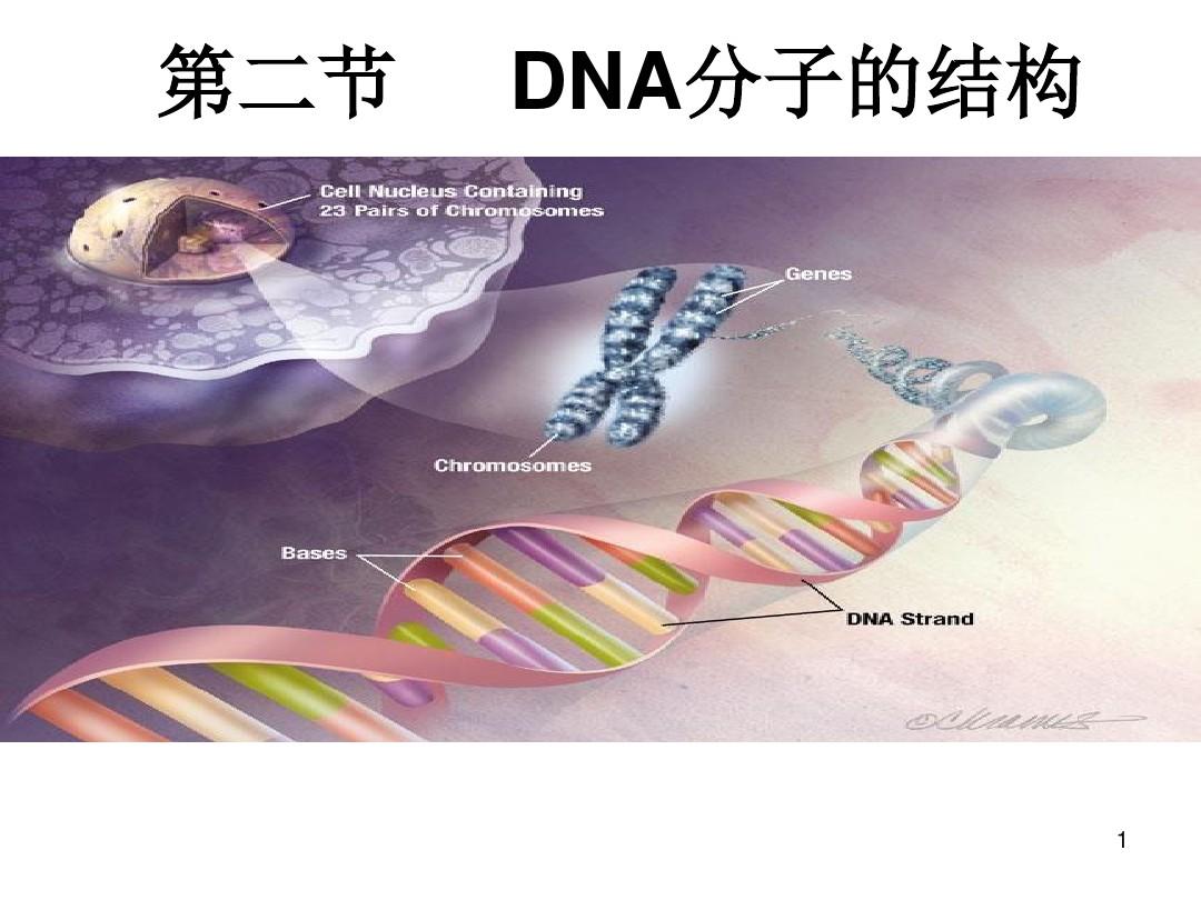 DNA分子的结构ppt课件