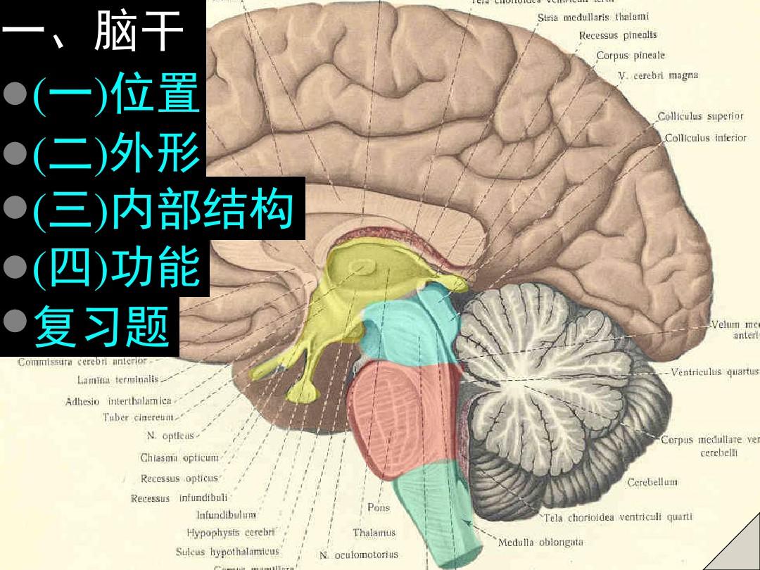 脑及脑干彩色图谱