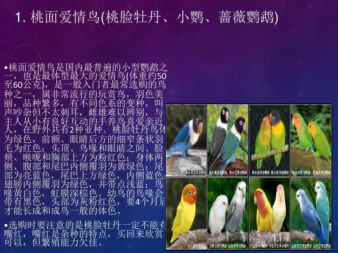 牡丹鹦鹉品种及配图
