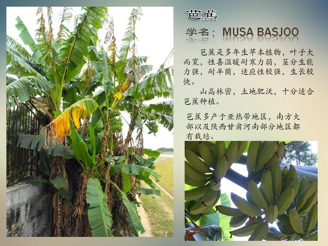 华南地区常见植物