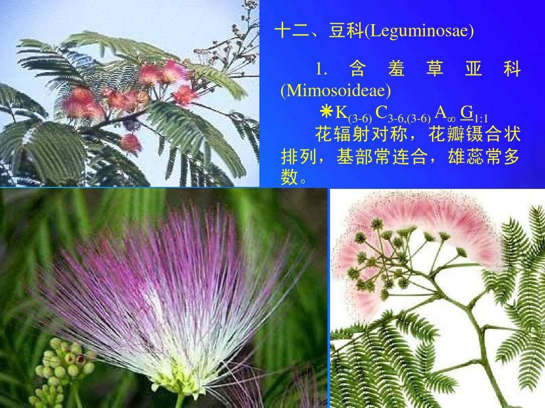 植物学12.6种子植物分类-豆科-伞形科