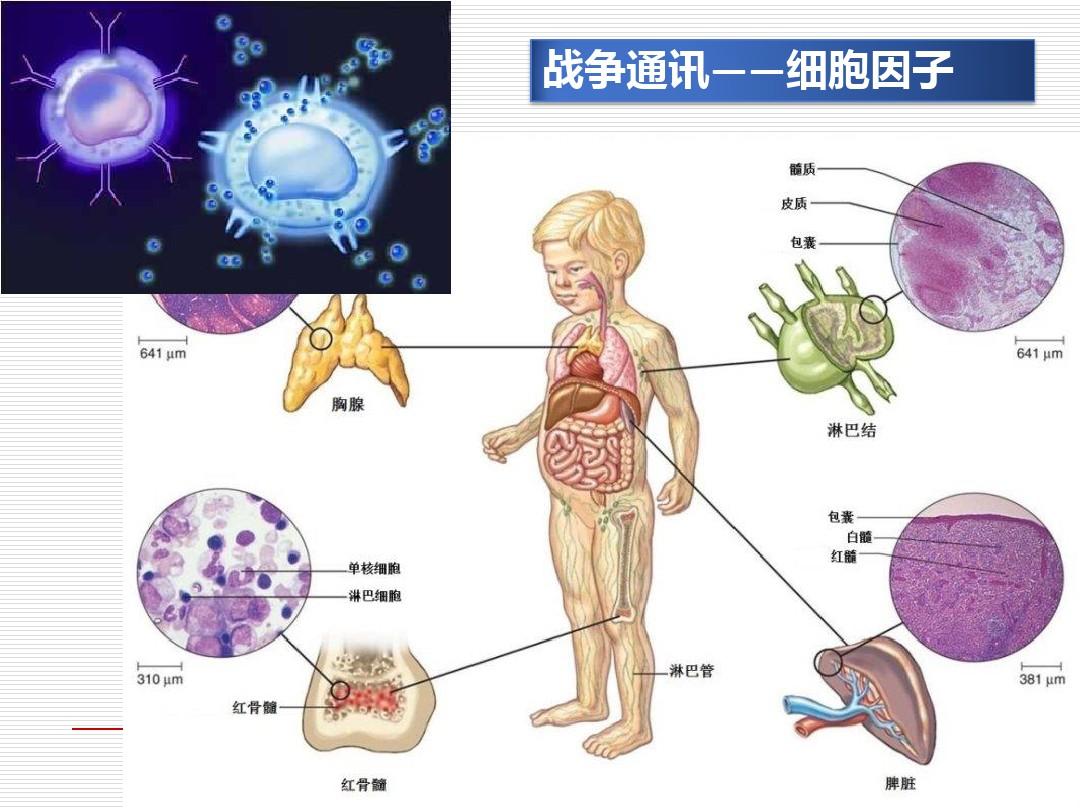 细胞因子免疫学PPT课件