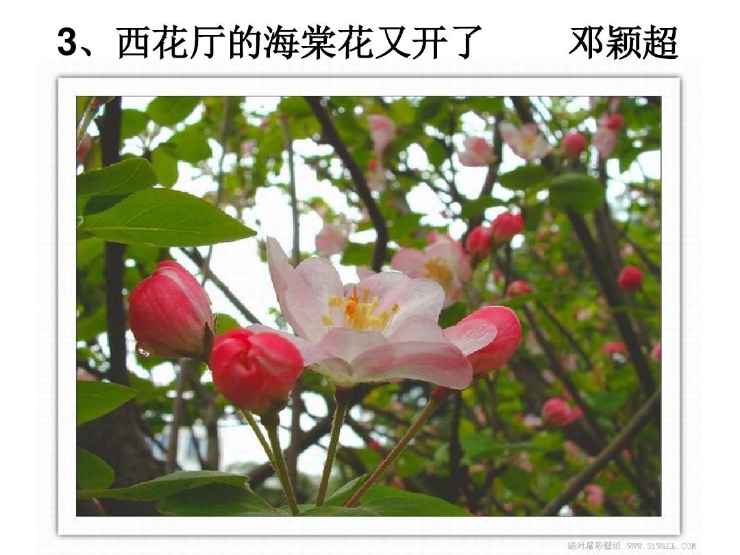 2015年秋语文版九年级上册第一单元3课优秀教师课件 《西花厅的海棠花又开了》(共16张PPT)[1]
