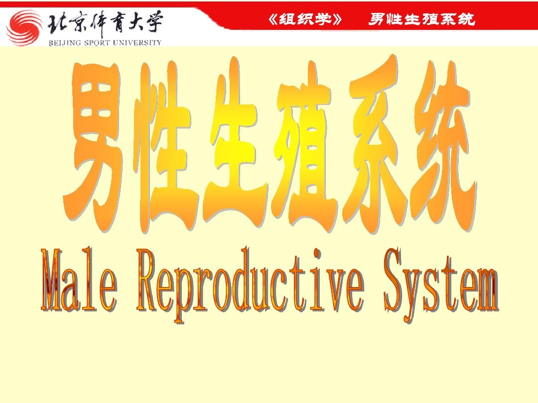 14男性生殖系统