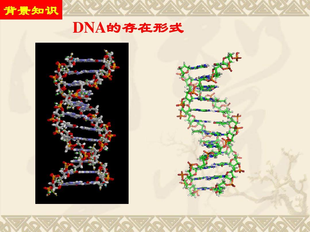 植物基因组DNA的提取ppt课件