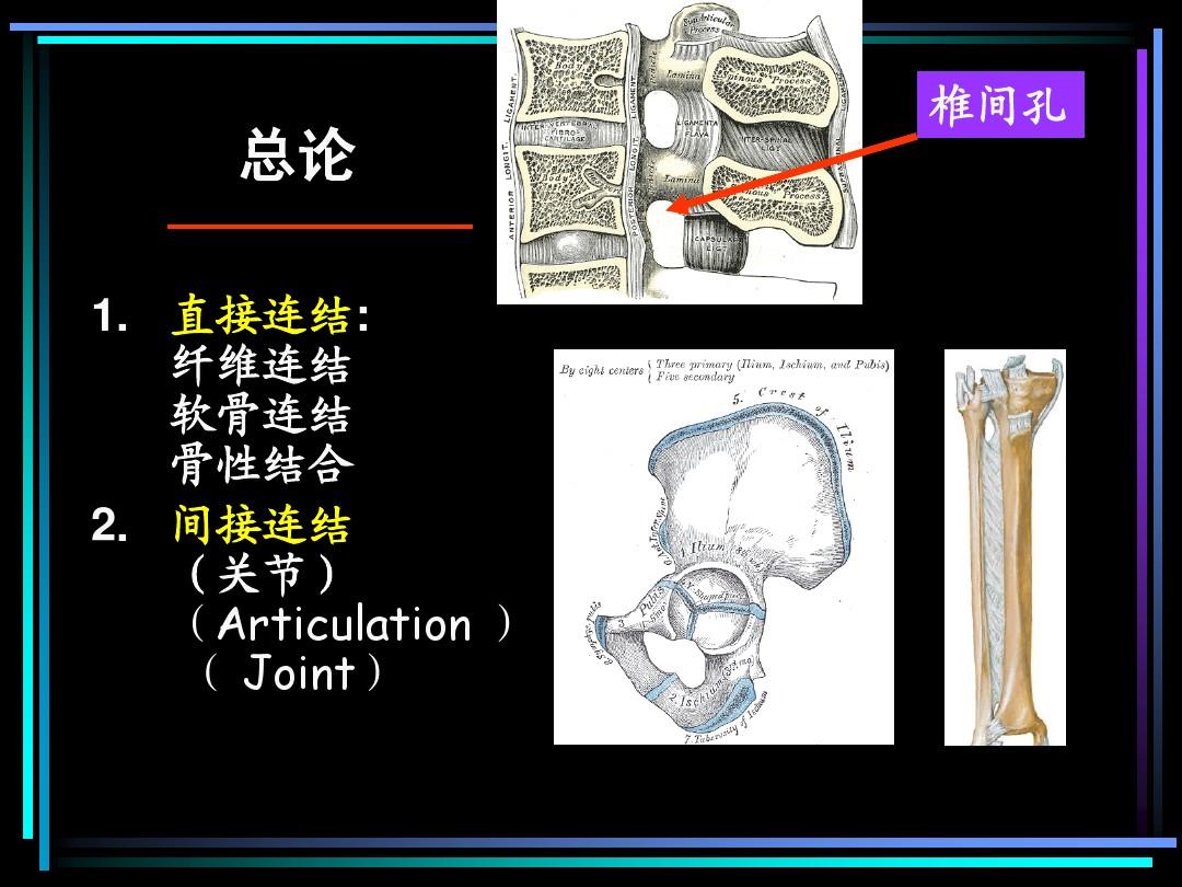 系统解剖学-关节学