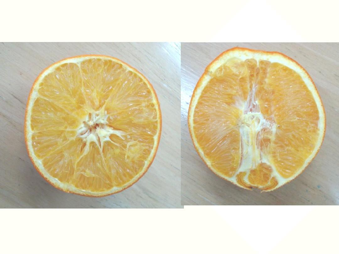 橙子变变变
