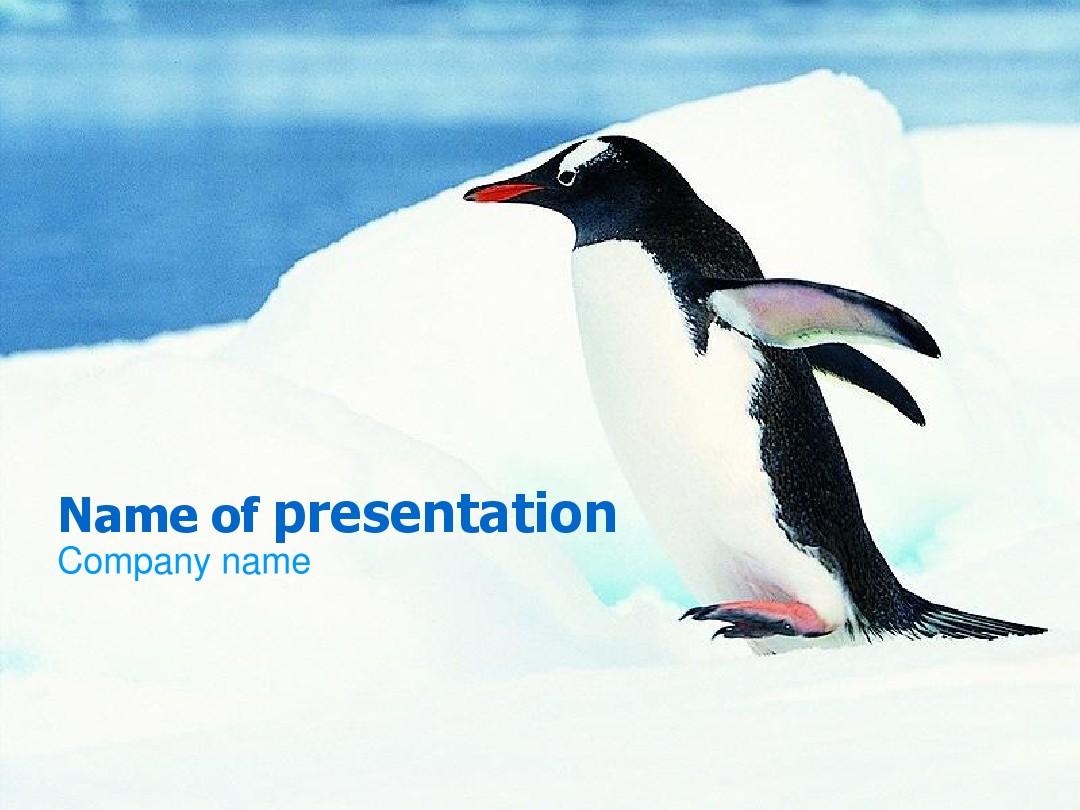 南极企鹅-动物PPT ppt模板