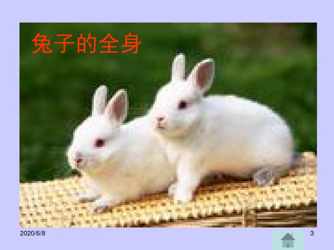 小班科学活动可爱的兔子(课堂PPT)