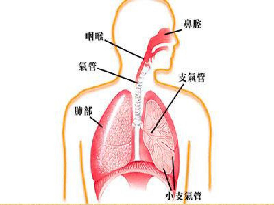 人体呼吸系统图