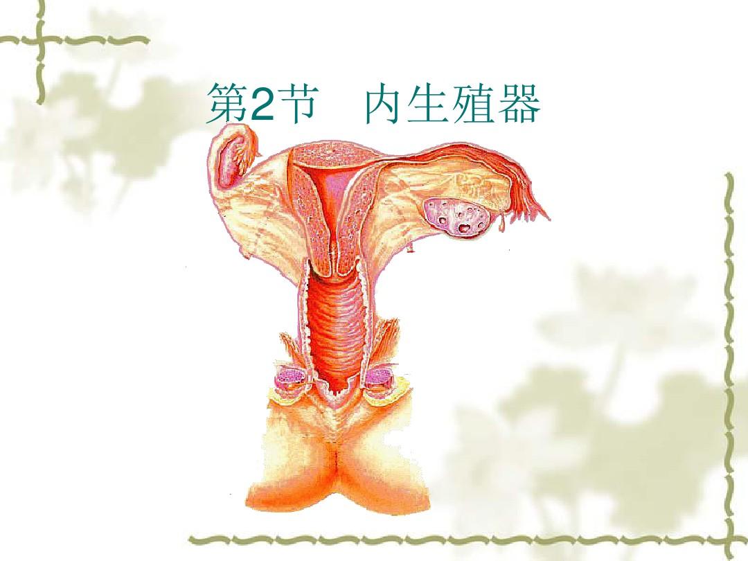 女性内生殖系统解剖 ppt课件