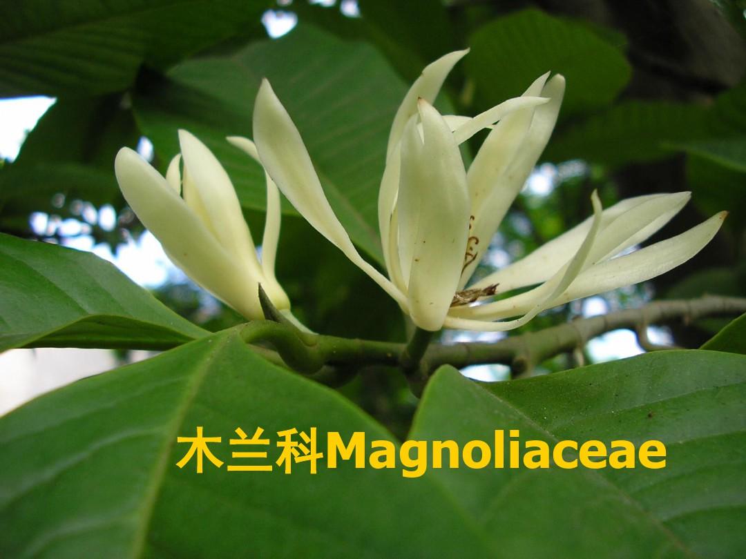 木兰科Magnoliaceae