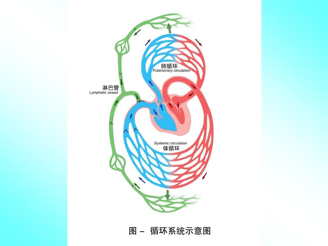 第04章 循环系统解剖与生理1
