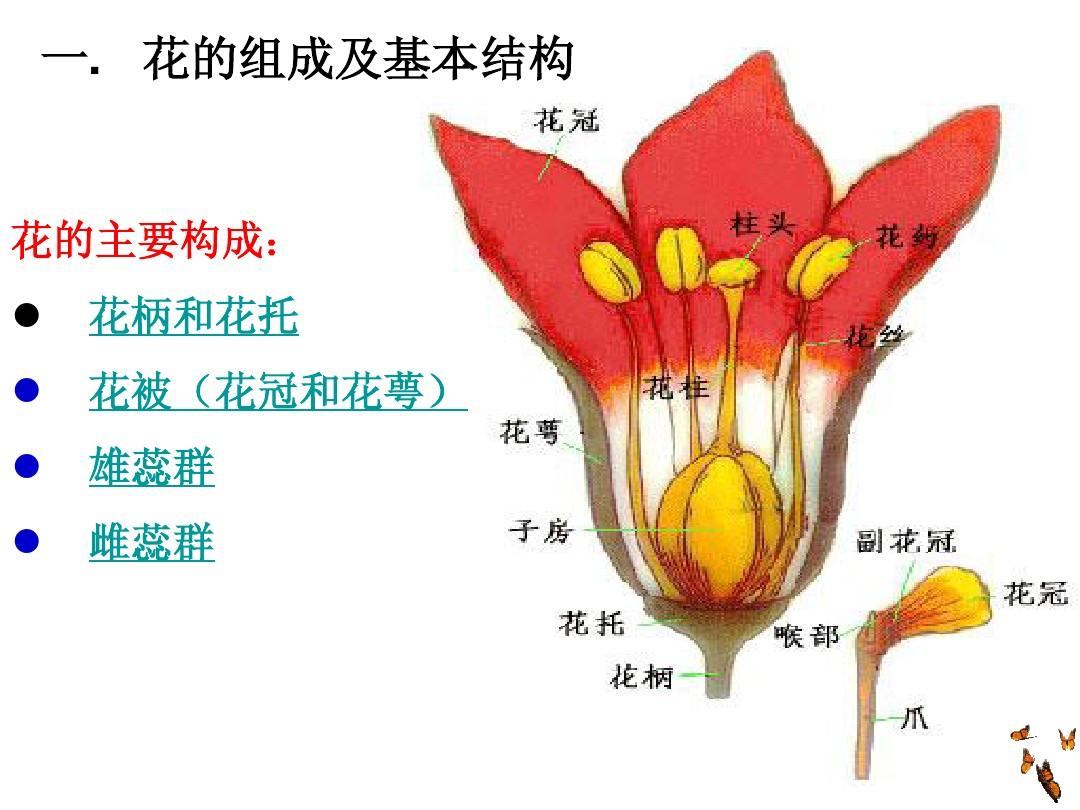 花的形态结构植物学