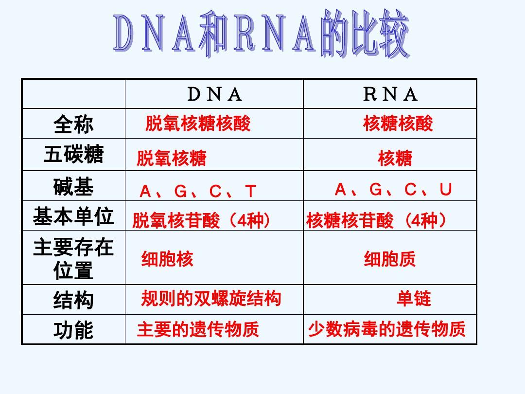 DNA分子的结构与复制详解