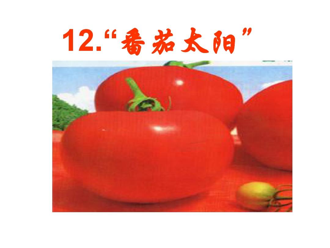 12.《番茄太阳》ppt课件1定