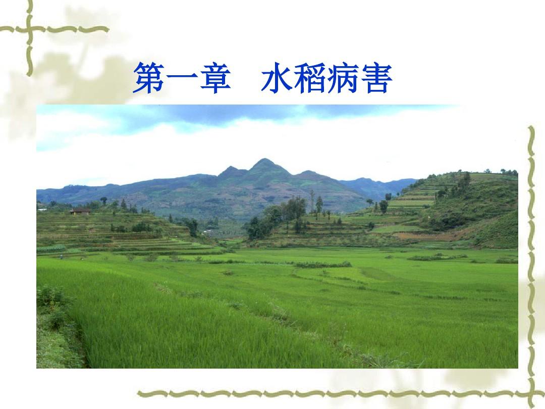 第一章   水稻病害  农业植物病理学 课件