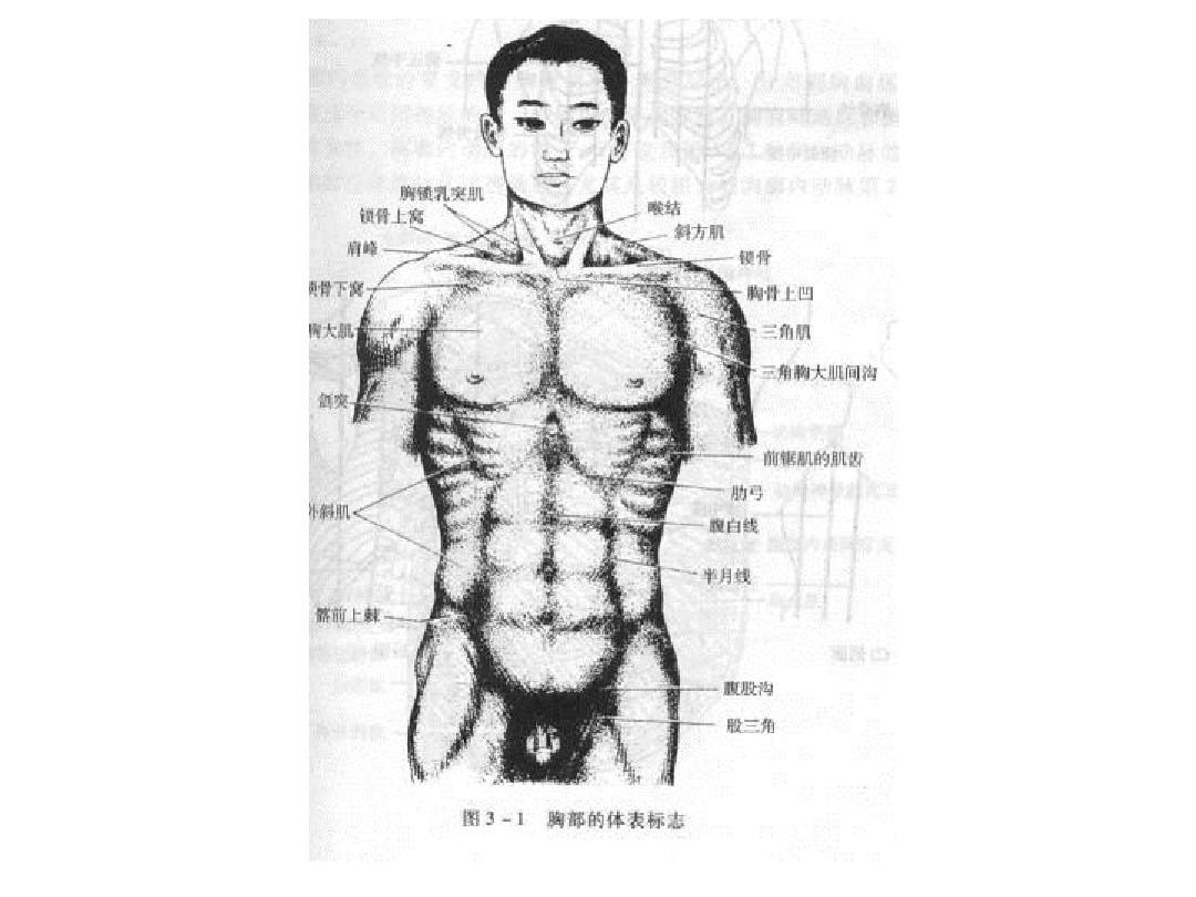 局部解剖学(胸部)