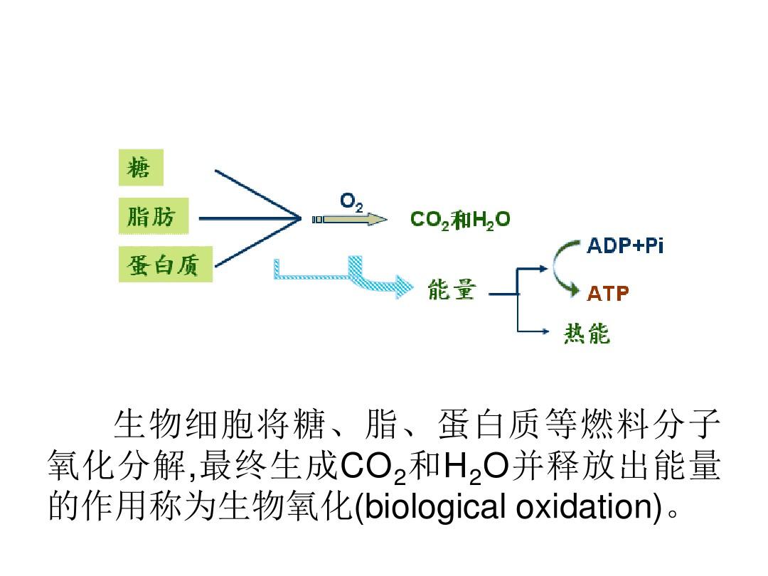 第四章 生物氧化 呼吸链与氧化磷酸化