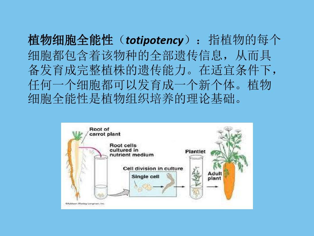 植物细胞全能性.ppt
