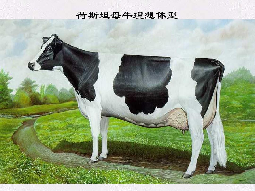 中国荷斯坦牛体型外貌线性鉴定规程