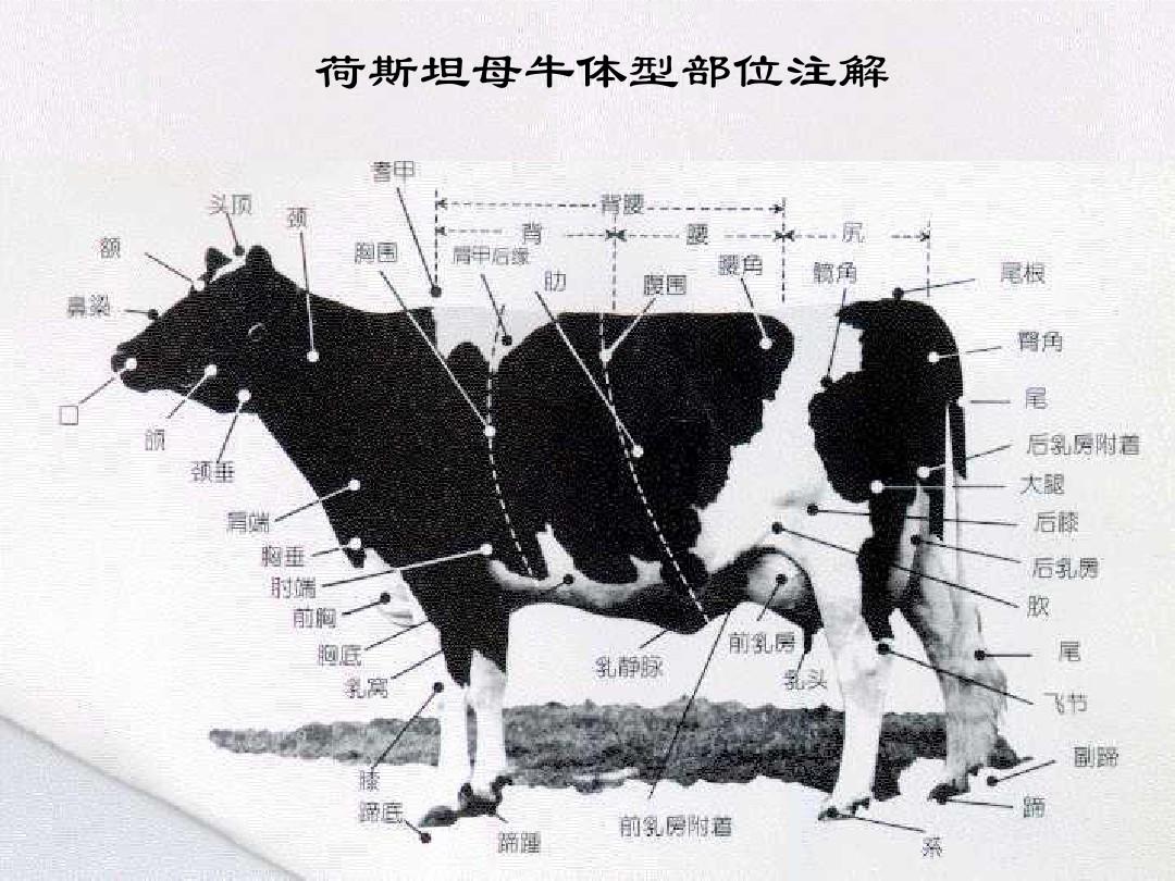 中国荷斯坦牛体型外貌线性鉴定规程