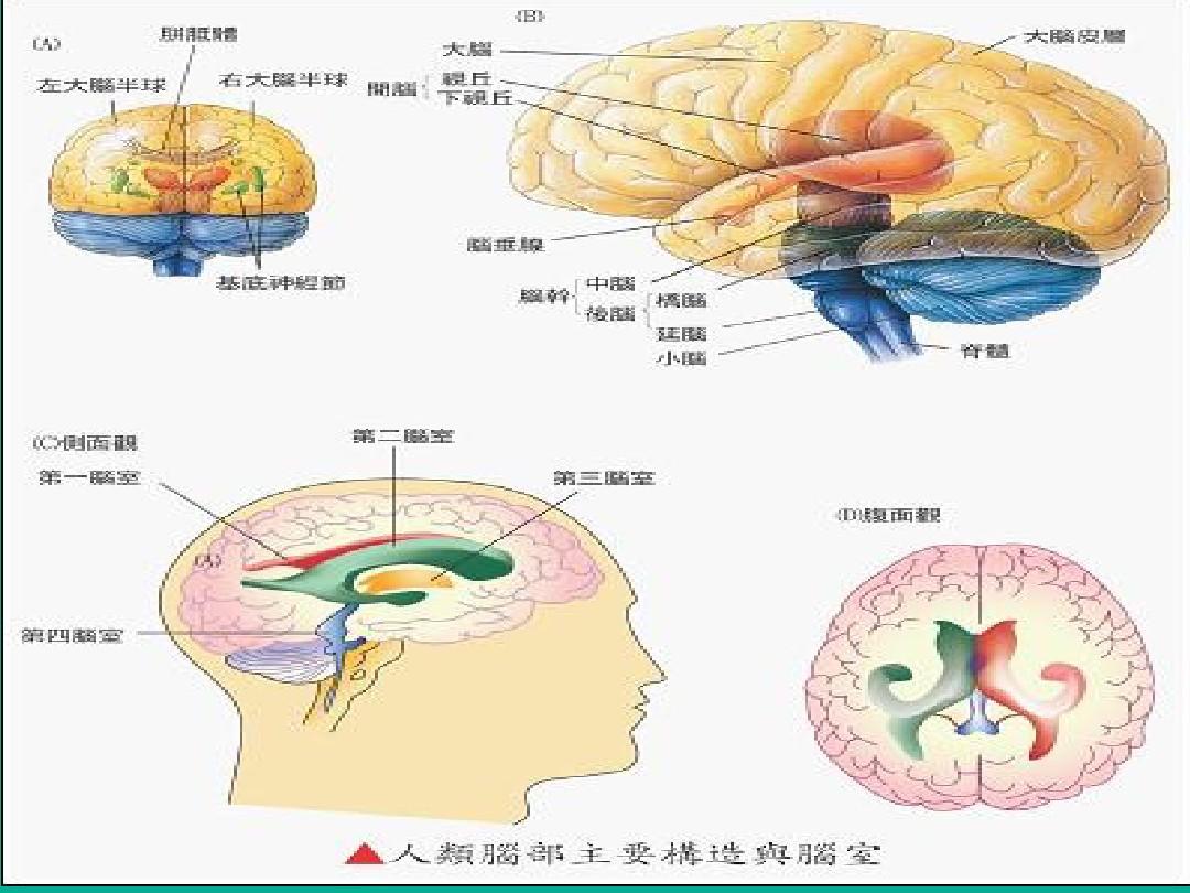 人类大脑构造和功能