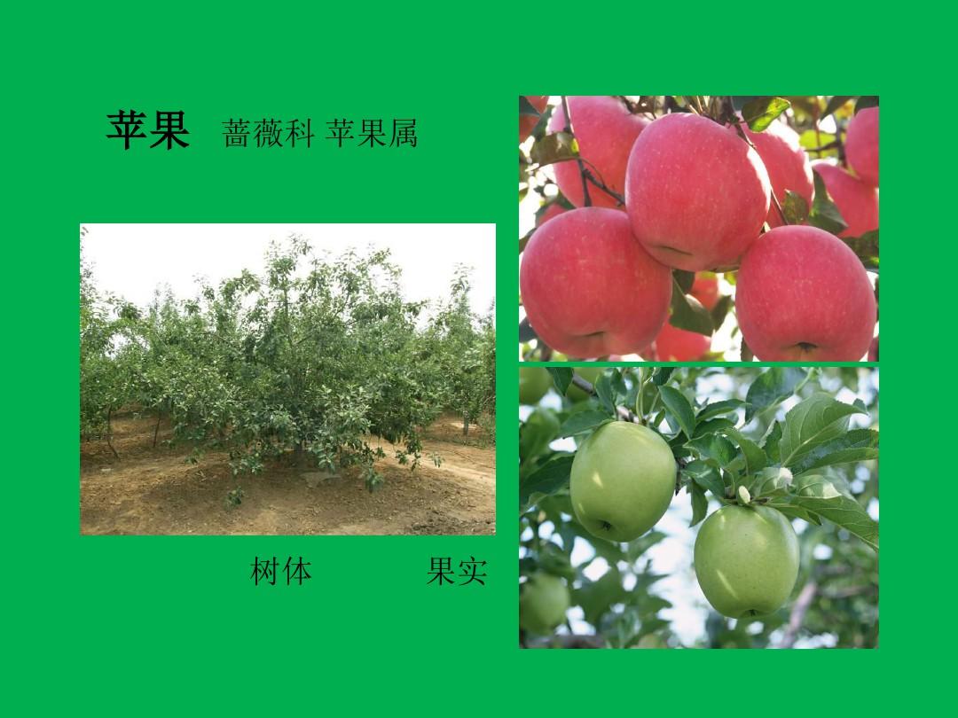 植物分类学课件常见果树