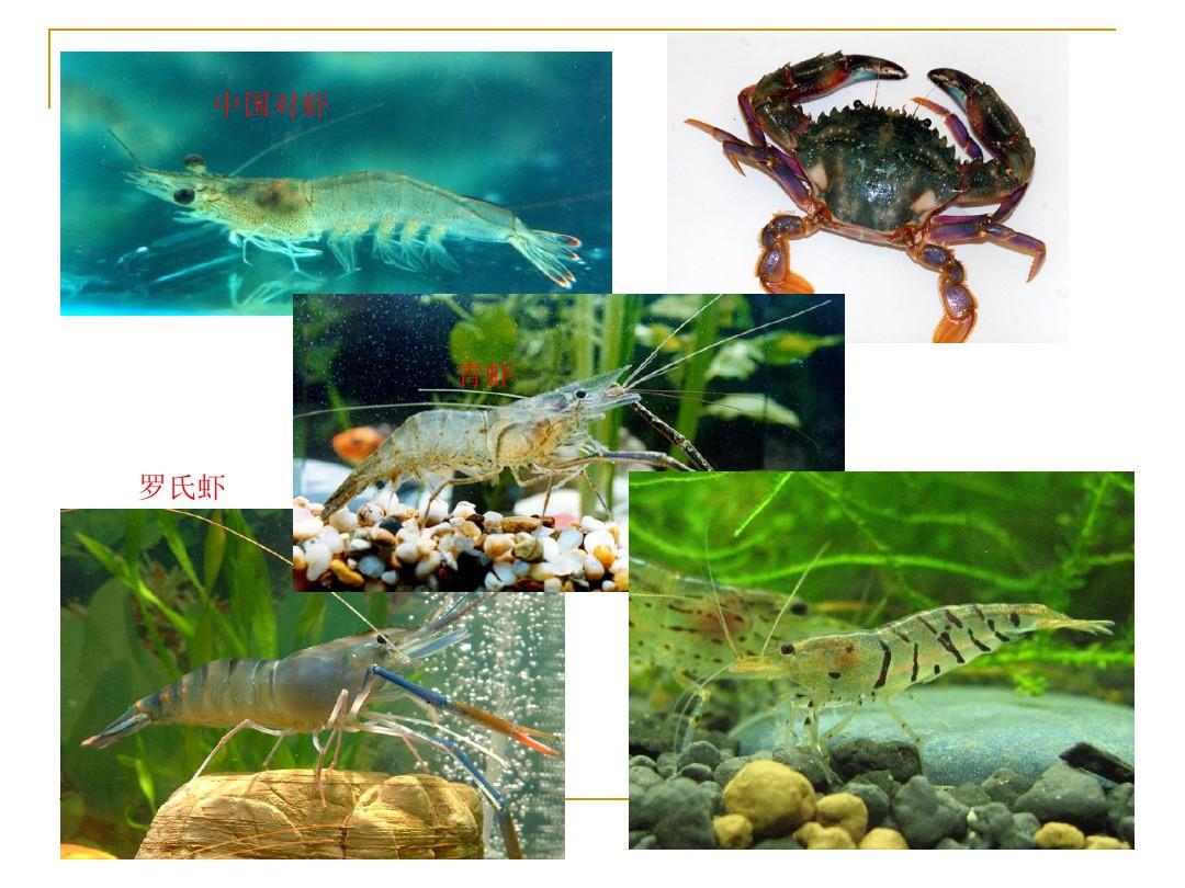 《水产动物病害学》第八章 虾蟹类病害