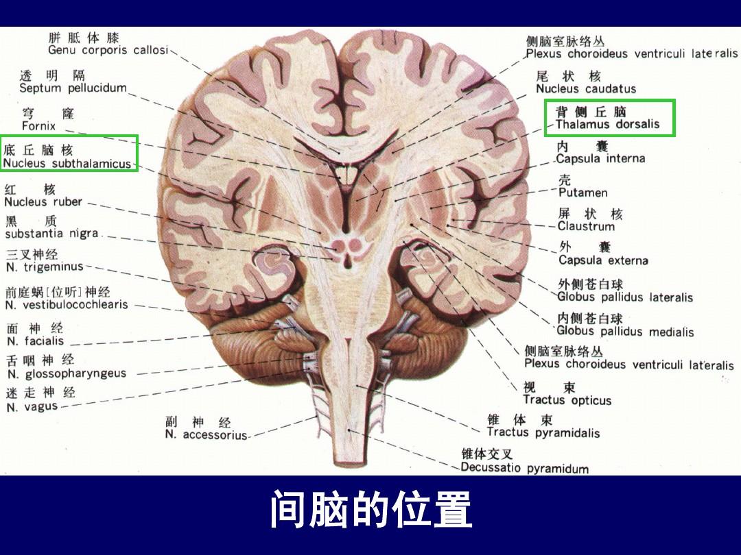 间脑小脑脑干断层解剖