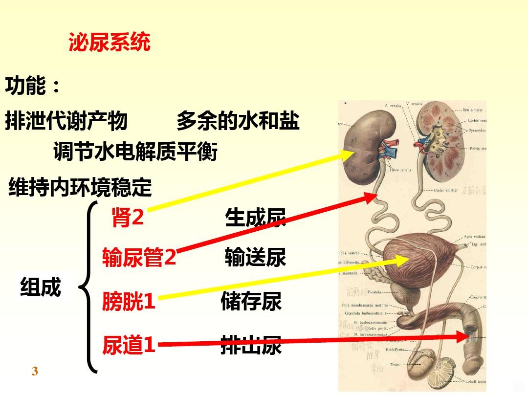 解剖学 泌尿系统PPT课件