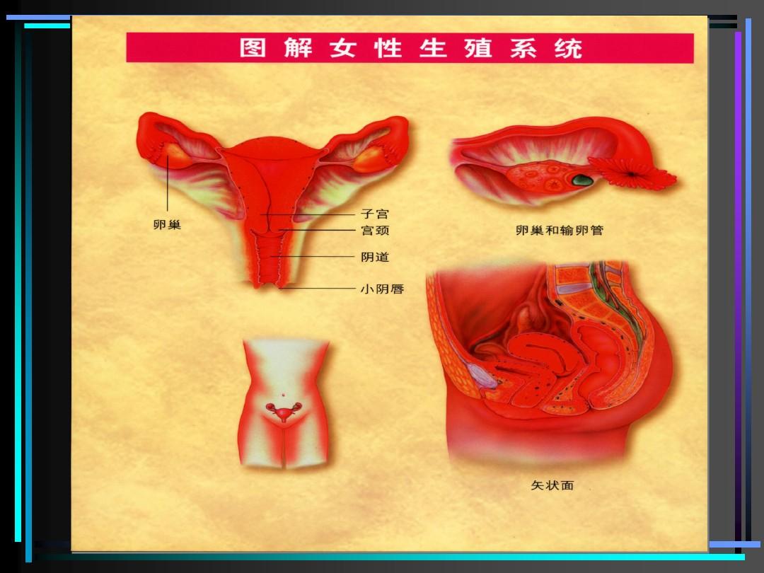 01.女性生殖系统解剖1