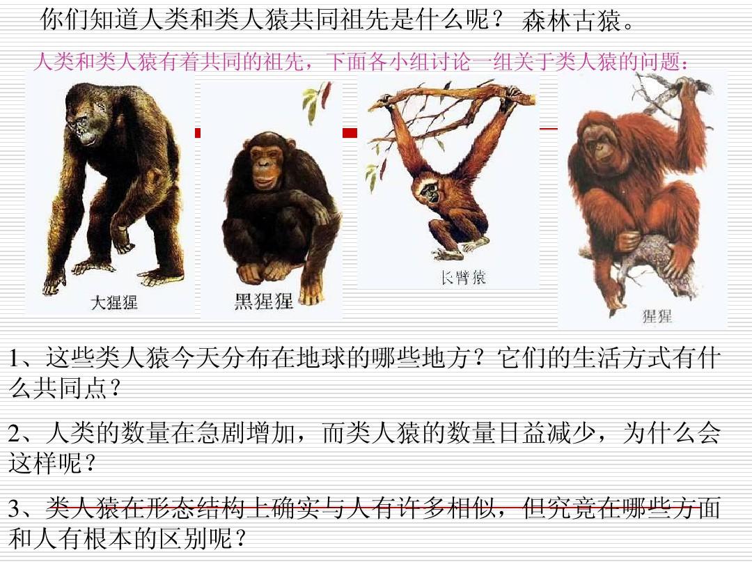 (大象版)六年级科学下册课件 向人类的祖先提问